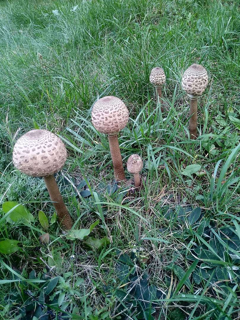 kanie w przydomowym ogródku agroturystyki z wyżywieniem w Borach Tucholskich